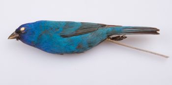 Media type: image;   Ornithology 211618